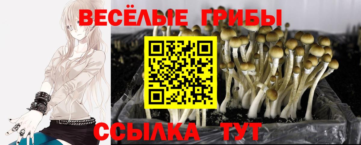 Псилоцибиновые грибы Psilocybe  Вход с VPN  Псилоцибиновые грибы мицелий  Котельники 