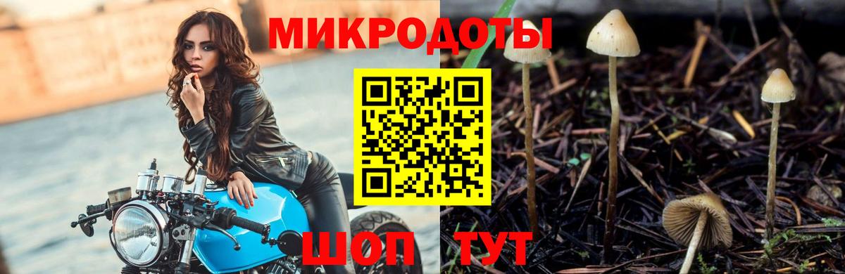 Галлюциногенные грибы Psilocybe Котельники
